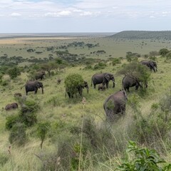 Naklejka na ściany i meble Dense Elephant Population Grazing in a Lush Green African Landscape