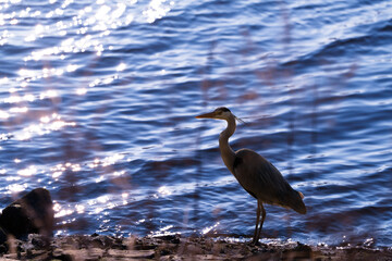 A heron on the lonely riverside