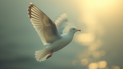 Obraz premium a white bird flying in the air with it's wings spread and it's head turned to the side, with the sun shining in the back of the background.