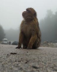 black tailed macaque