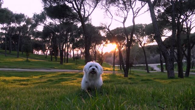 Bich&oacute;n Malt&eacute;s jugando en el parque. Perro blanco ladrando. Mascotas. Atardecer