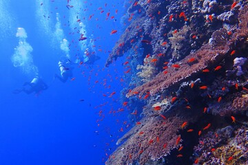 Fototapeta na wymiar Group of scuba divers exploring vivid coral reef. Tropical underwater scenery, swimming divers. Corals and fish in the blue ocean, travel photography. Marine life and scuba diving.