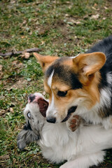 Grey merle blue-eyed border collie puppy plays with Welsh corgi Pembroke tricolor. Two happy dogs fight friendly on a walk in the park. Top view close portrait of pets.