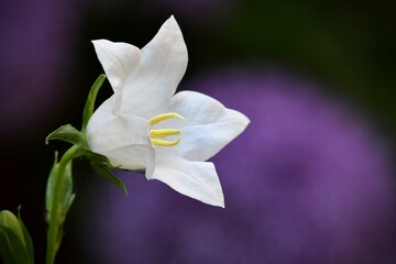 Naklejka na ściany i meble Pojedynczy biały kwiat dzwonka brzoskwiniolistnego 'Alba' (Campanula Persicifolia) na tle fioletowych kwiatów