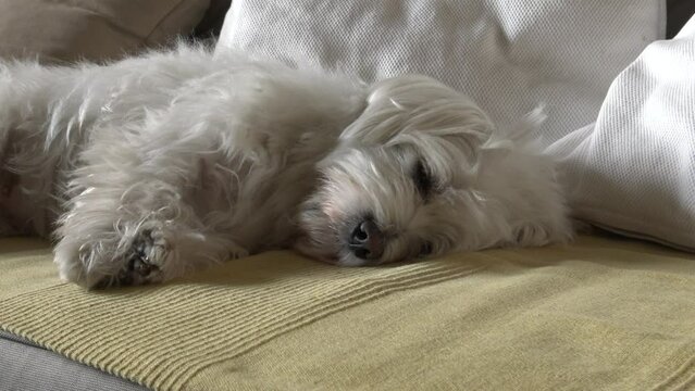 Bichón Maltés durmiendo. Perrito blanco durmiendo. mascotas. Adorable.