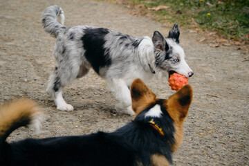 Grey Merle border collie puppy plays on a walk with a ball and a Welsh corgi Pembroke tricolor. Two charming friendly dogs met in a spring park.