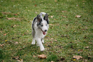 Charming blue-eyed border collie puppy gray Merle color walks in the park on the green grass in spring. Happy active young dog movement phase.
