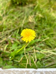 A bee and yellow dandelion flowers