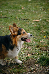 Welsh corgi is a small herding dog with a tricolor coat of white, brown, and black fur. Little shepherd walks in the spring park, side view portrait.