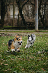 Grey Merle border collie puppy playing catch-up with Welsh corgi Pembroke Tricolor. Two cheerful...