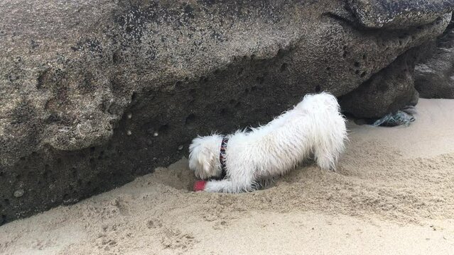 Bichón maltés jugando en la arena de la playa. Perro blanco jugando con pelota. Mascotas
