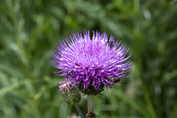 Cirsium eterophyllum inflorescence close up