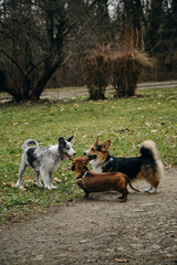 A grey Merle border collie puppy stands next to a Welsh corgi Pembroke tricolor and a red dachshund. Three dogs met on a walk in the park. Side view. Friendly pets outside.