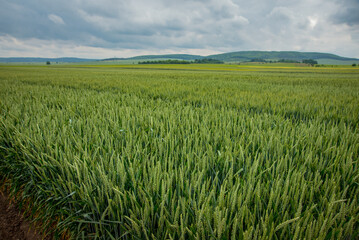wheat field, cereal crops, green ear and beautiful landscape on the horizon