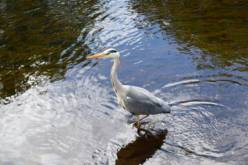 great blue heron moving in water