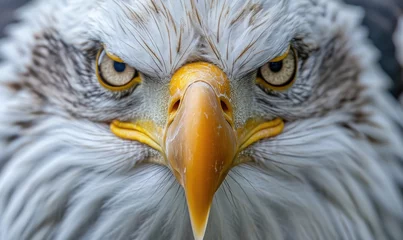 Zelfklevend Fotobehang A macro portrait of amazing eagle, capturing the intricate patterns of its feathers and the striking details of its eyes and beak. © Daniela