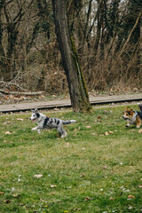 Naklejka na ściany i meble Grey Merle border collie puppy playing catch-up with Welsh corgi Pembroke Tricolor. Two cheerful dogs actively and energetically spending time walking in the park in the spring.