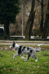 Charming blue-eyed border collie puppy gray Merle color runs through the park on the green grass in spring. Happy active young dog movement phase. Side view.