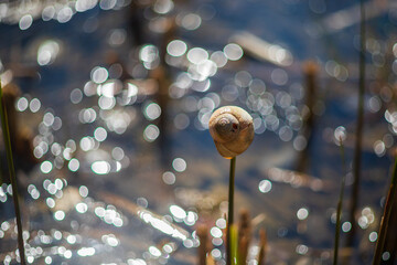 A snail is clinging to a tree trunk in the forest.