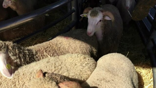 Embarque de ganado ovino. Ovejas, cabras, ganado. Comercio de ganado. 