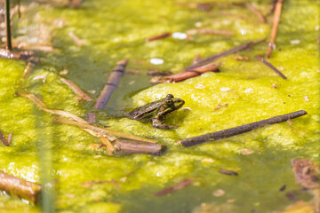A large green frog in its natural habitat. Amphibian in water. Beautiful toad frog. Nice bokeh.
