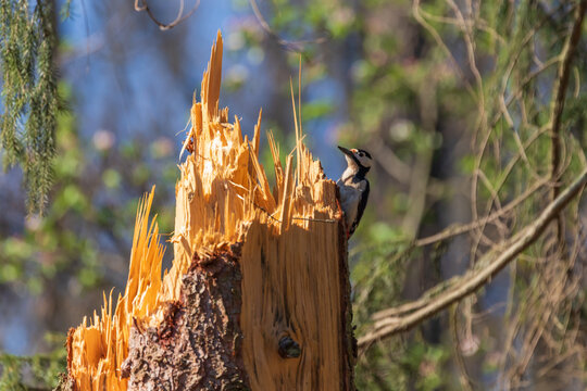 Dendrocopos major - Great Spotted Woodpecker on a tree stump zobe into the bark of a tree. The weather is sunny and the background is blurred by the low aperture of the camera.