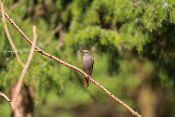 A little brown bird sits in the branches of a tree