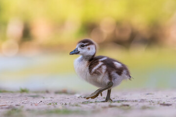 A very small duck walks across a meadow. The photo has a light background and a nice bokeh.