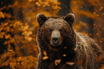 Obraz premium animal, bear, forest, mammal, nature, wildlife, big, brown bear, wild, background. close up to big brown bear walking in autumn forest with red maple. dangerous animal in nature forest, meadow habitat