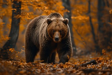 animal, bear, forest, mammal, nature, wildlife, big, brown bear, wild, background. close up to big brown bear walking in autumn forest with red maple. dangerous animal in nature forest, meadow habitat