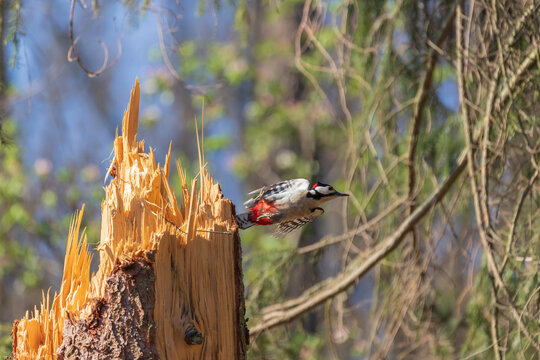 Dendrocopos major - Great Spotted Woodpecker on a tree stump zobe into the bark of a tree. The weather is sunny and the background is blurred by the low aperture of the camera.