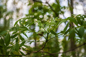 Hyla arborea Green Tree Frog sitting on a tree with green background and beautiful bokeh