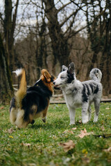 Grey merle blue-eyed border collie puppy stands with Welsh corgi Pembroke tricolor. Two dogs met on a walk in the park. Friendly pets outside.