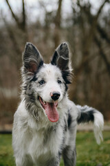 Charming blue-eyed border collie puppy gray Merle color walks in the park on the green grass in spring. Happy active young dog portrait, front view.