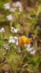 Motylek pomarańczowy w kropki, Wietnam © Kamila