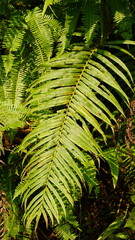 Liść dużej zielonej paproci roślina tapeta zieleļ © Kamila