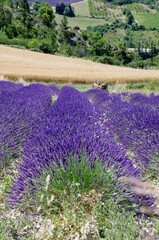 Lavender field in the Baronnies in the South East of France, in Europe