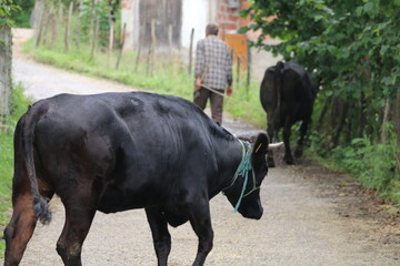 Peasant people taking their domestic cows to the garden to graze