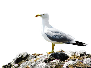 Close-op photo of seagull bird standing on a rock, transparent png