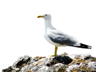 Close-op photo of seagull bird standing on a rock, transparent png