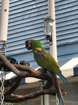 yellow and green parrot