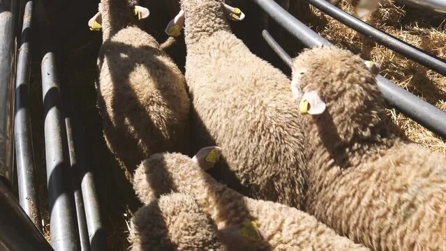 Ganado ovino. Ovejas, cabras. Transporte de ganado. Ganader&iacute;a. Industria alimenticia. 