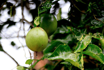 Melastella fruits along the banks of the Perfume River in Hue, Vietnam