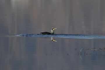 Naklejka premium cormorano che nuota