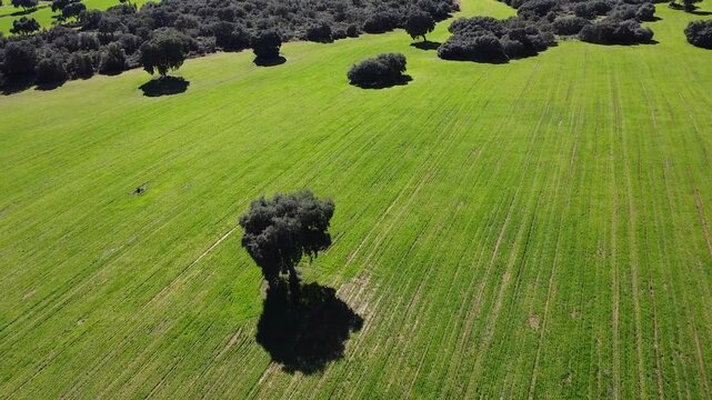 Drone. Plano aéreo de campo sembrado. Agricultura, sembradío. Primavera. Paisaje verde. Campos