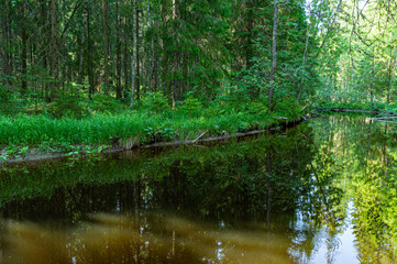 Obraz premium A variety of summer forest landscapes with rivers.