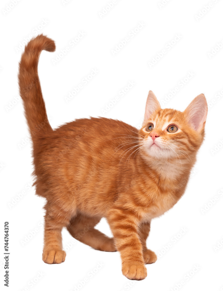 Wall mural Ginger cat PNG, isolated 