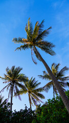 Sadzonki palmy na tle nieba Tajlandia - obrazy, fototapety, plakaty