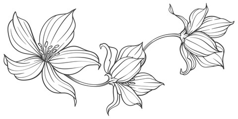 hand drawn flower, Sketch Floral Botany Collection. flower drawings. Black and white with line art on white backgrounds. Hand Drawn Botanical Illustrations.Vector.