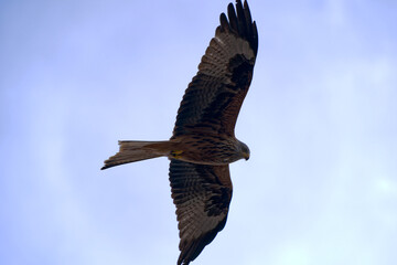 Close-up of beautiful red kite bird up in the air at Hönggerberg at Swiss City of Zürich on a cloudy winter day, Photo taken February 24th, 2024, Zurich, Switzerland.